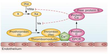 Protein C