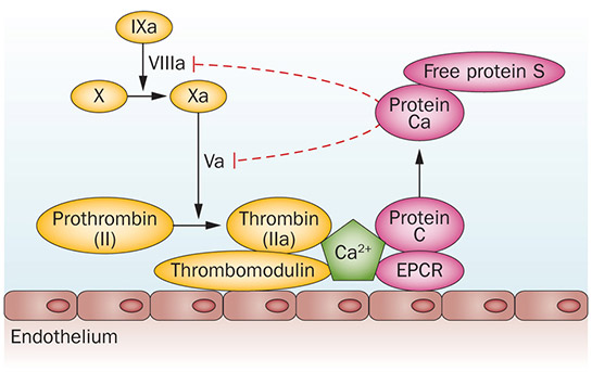 Protein C Kullanımı ve Faydaları Nelerdir?