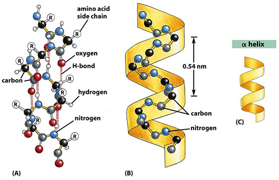 Protein Özellikleri Nelerdir?