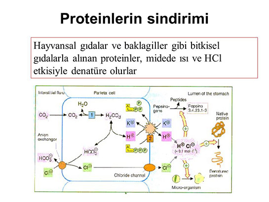 Protein Sindirimi Nedir ve Nasıl Yapılır?